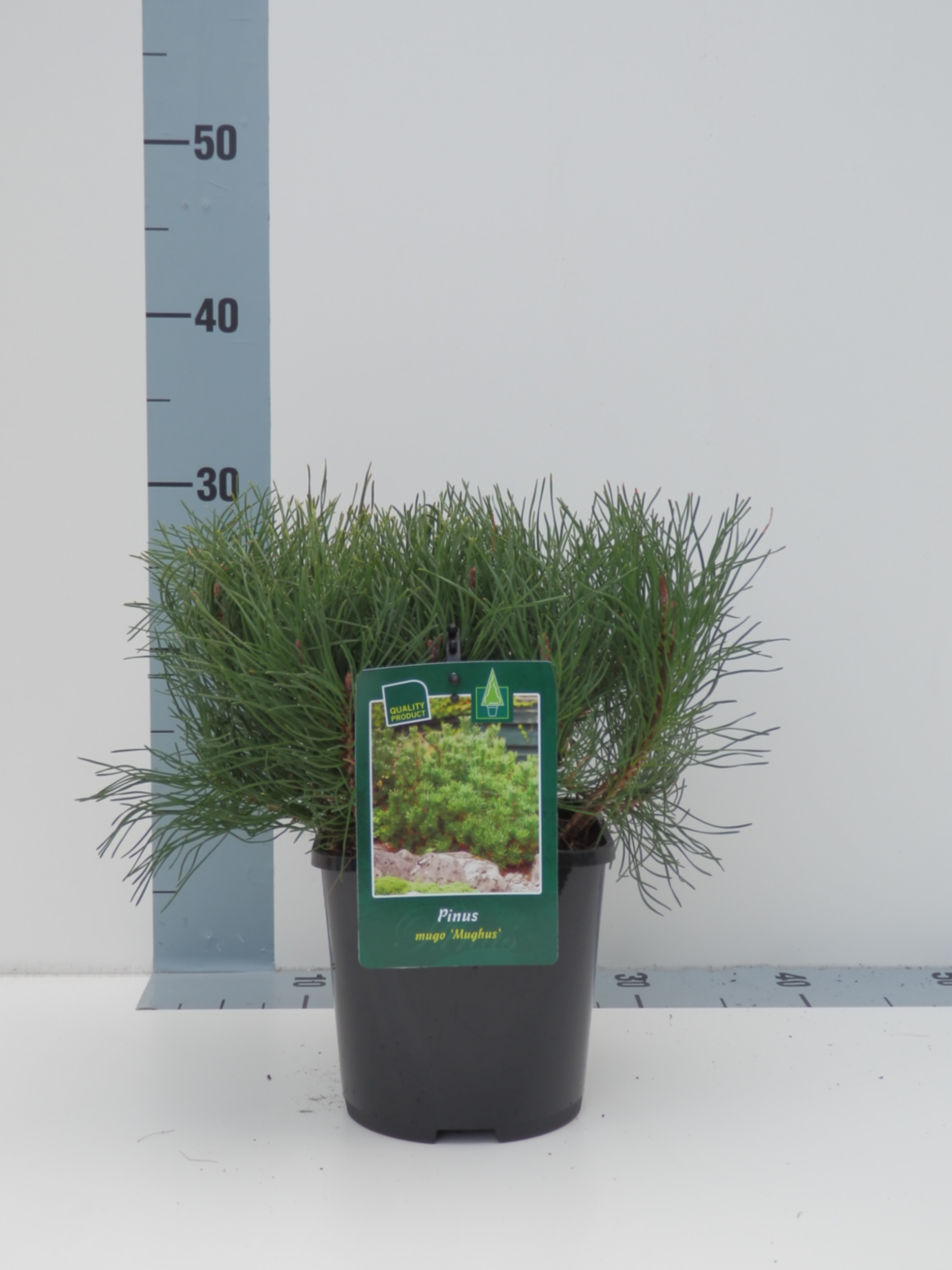 Сосна горная Мугус